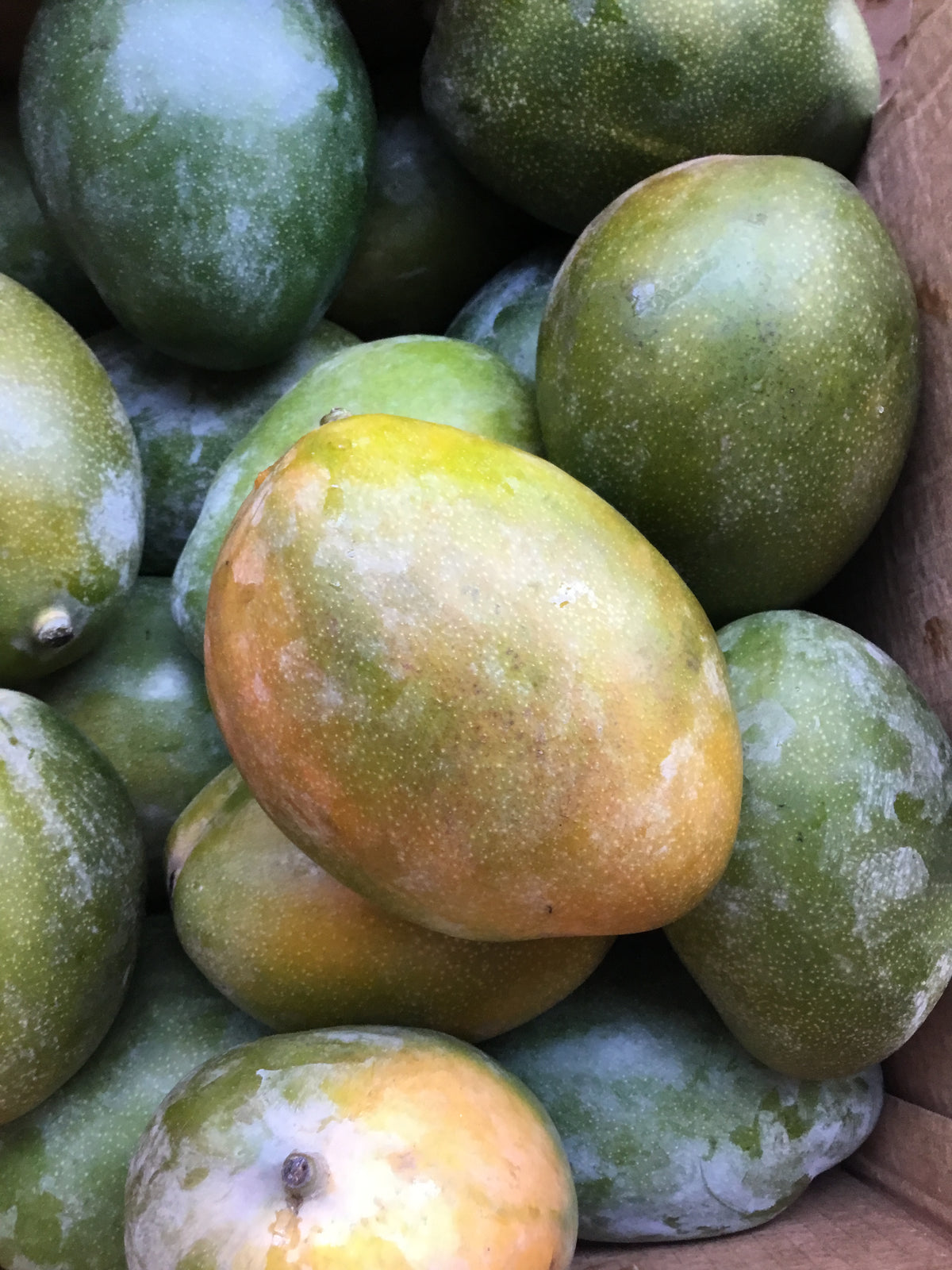 Mango Kit