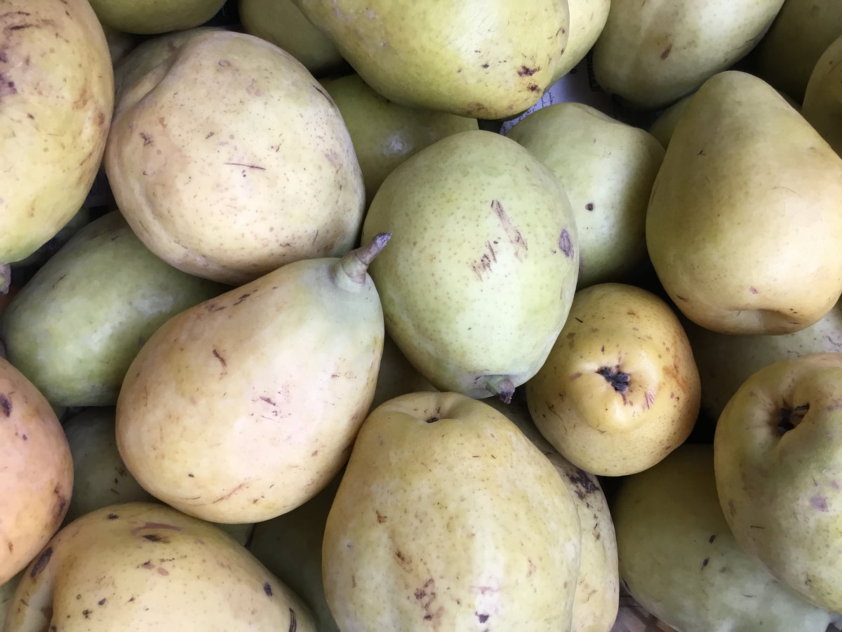 Pear ( كمثرى مصرى )